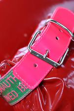 voir cet article : Doggidog Collier Pop