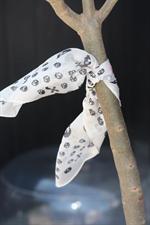 voir cet article : HTC Foulard skull